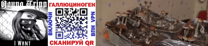 Купить где Хвалынск Псилоцибиновые грибы Magic Shrooms